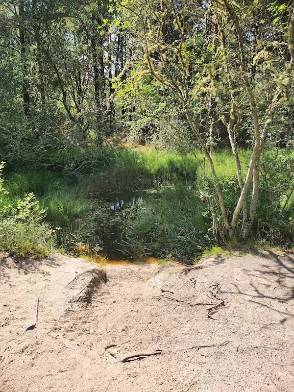 Dragonfly Pool - Image 1