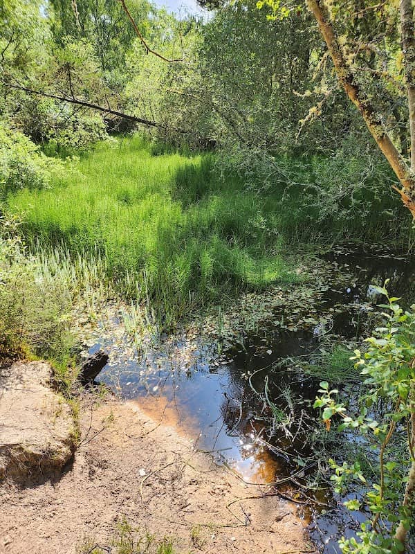 Dragonfly Pool - Image 2