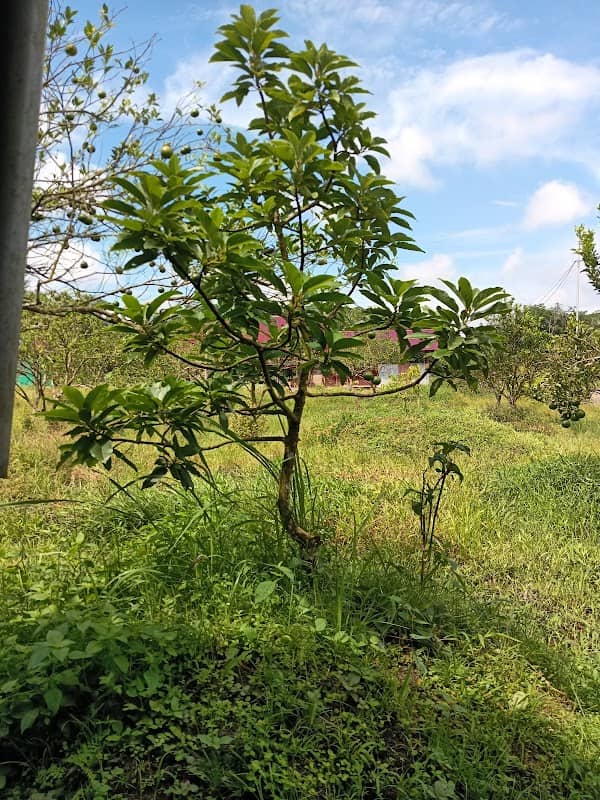Bhayangkara Sambas Farm - Image 1