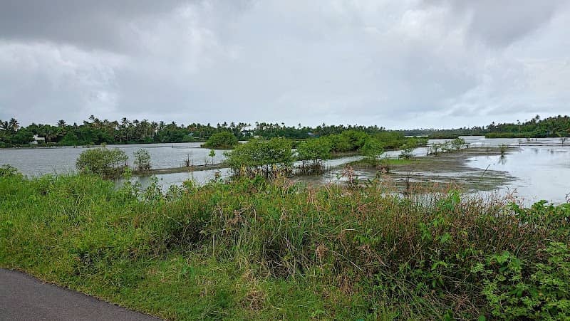 Devaswampadam Chera (Paddy Fields) - Image 3