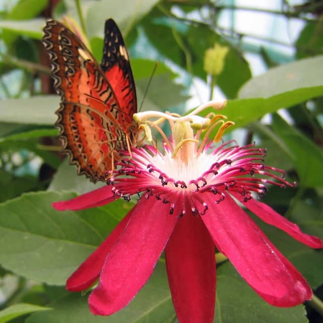 Allgäu Schmetterling- Experience - Image 1