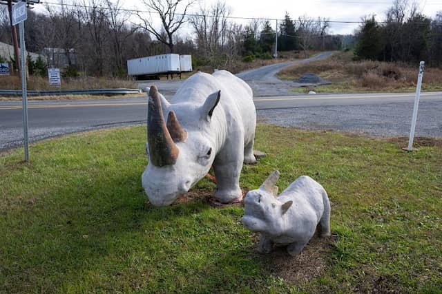 Bedford Rhinos - Image 1