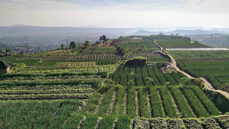 Artala - Image 2