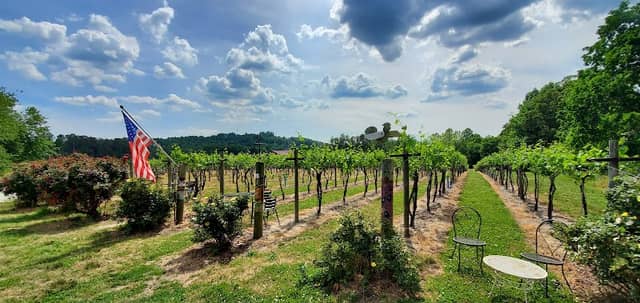 Saint Paul Mountain Vineyards - Image 3