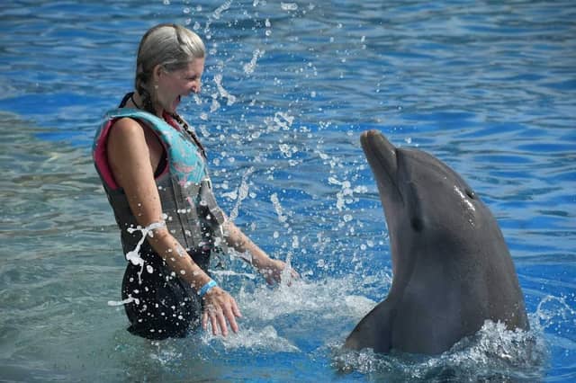 Marineland Dolphin Adventure - Image 2