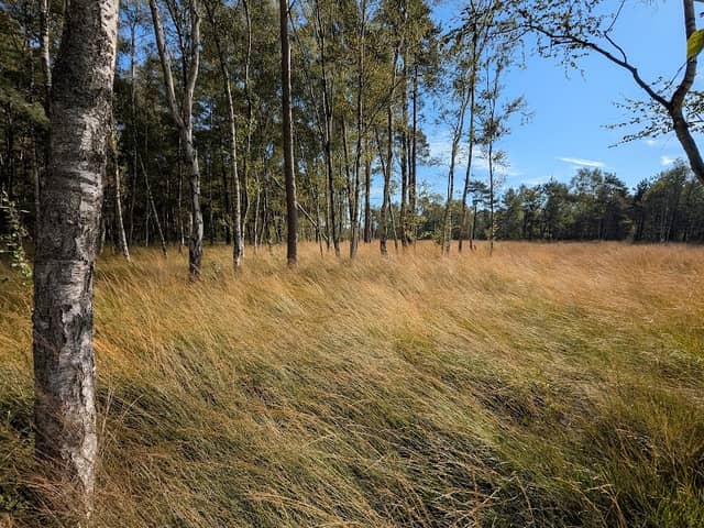 Bissendorfer Moor - Image 2