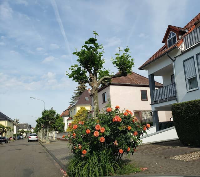 Platanenallee - Image 1