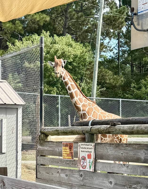 Aloha Zoo - Image 2