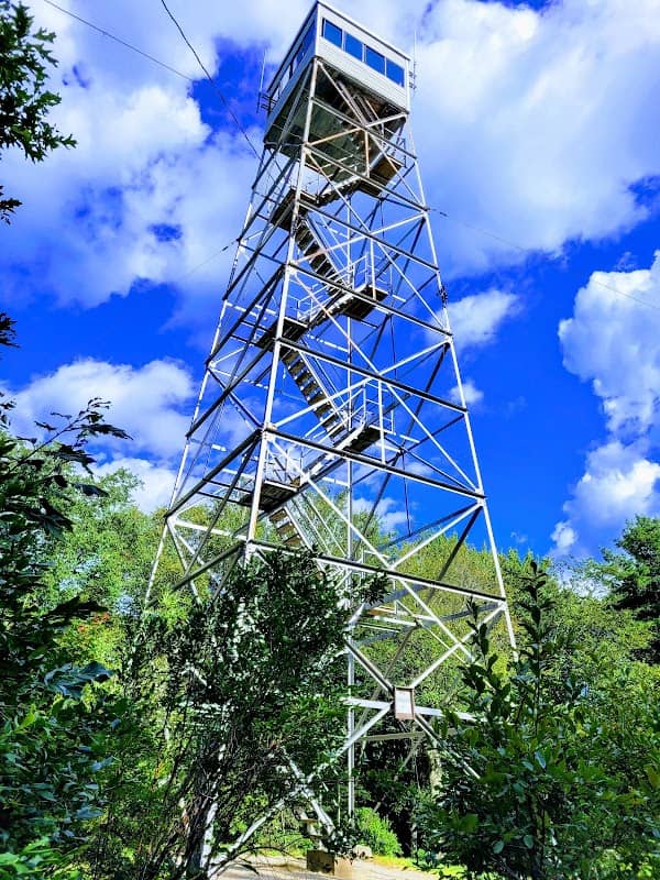 DAR Forest - Massachusetts - Image 2
