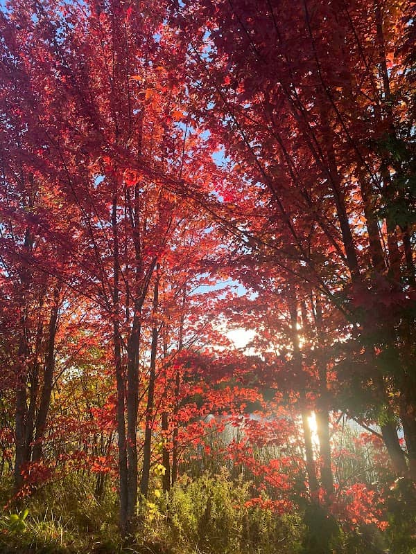 Thornlodge Park - Image 1