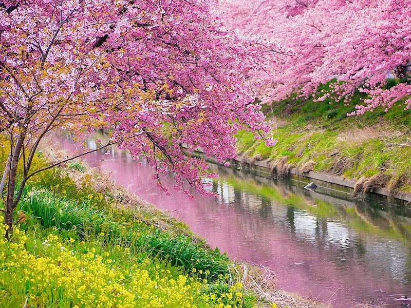 青毛堀川沿いの河津桜 - Image 1