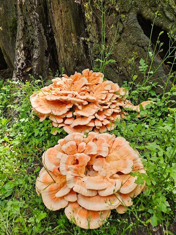 Cedar Grove Park - Image 1
