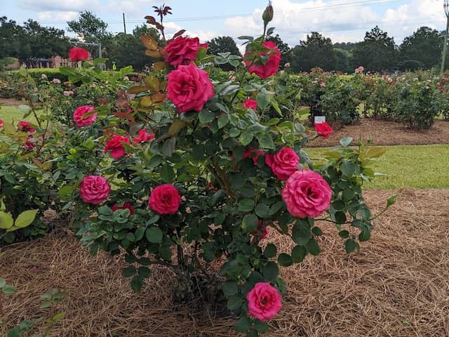 Fayetteville Rose Garden - Image 3