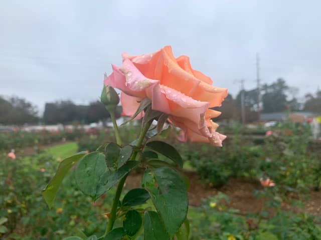 Fayetteville Rose Garden - Image 1