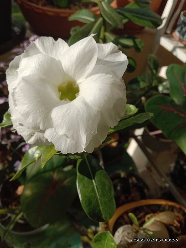 หนำเคียงดาว - Image 1