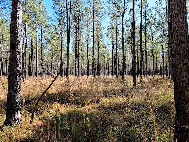 Big Woods Wildlife Management Area - Image 1
