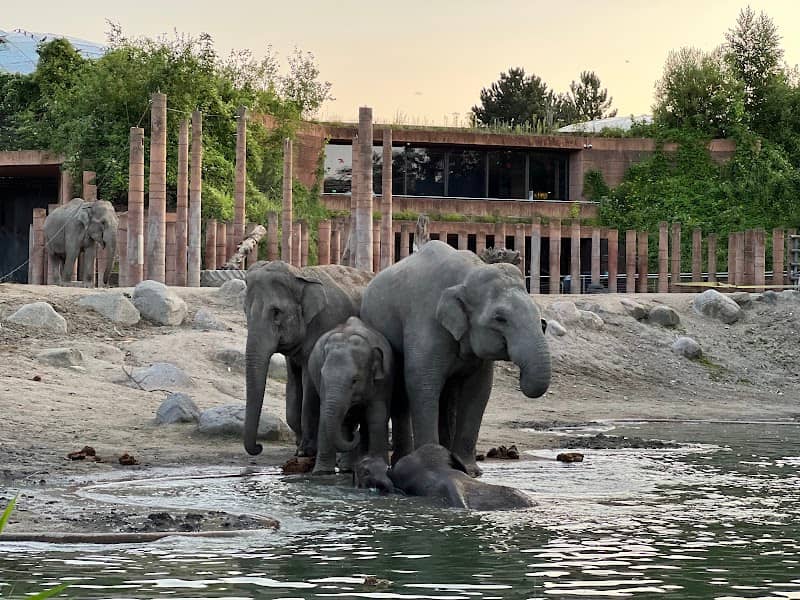 Viewpoint to the Zoo's elephants - Image 1