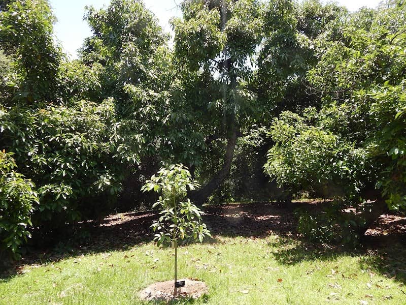 Avocado Grove - Image 1