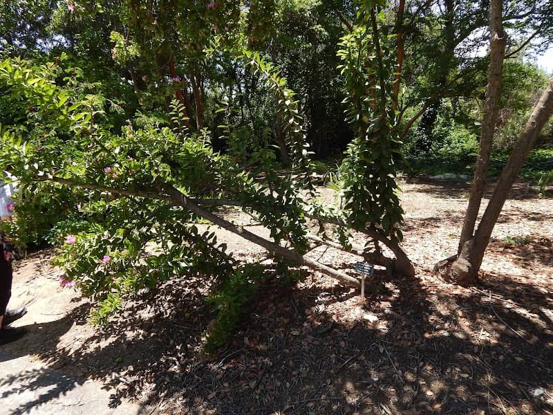 Avocado Grove - Image 2