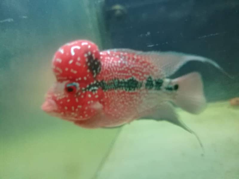 Anas fishes & cages - Image 1