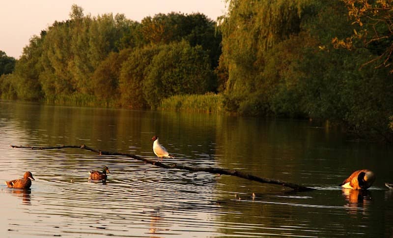 Dinton Pastures sunset point - Image 3