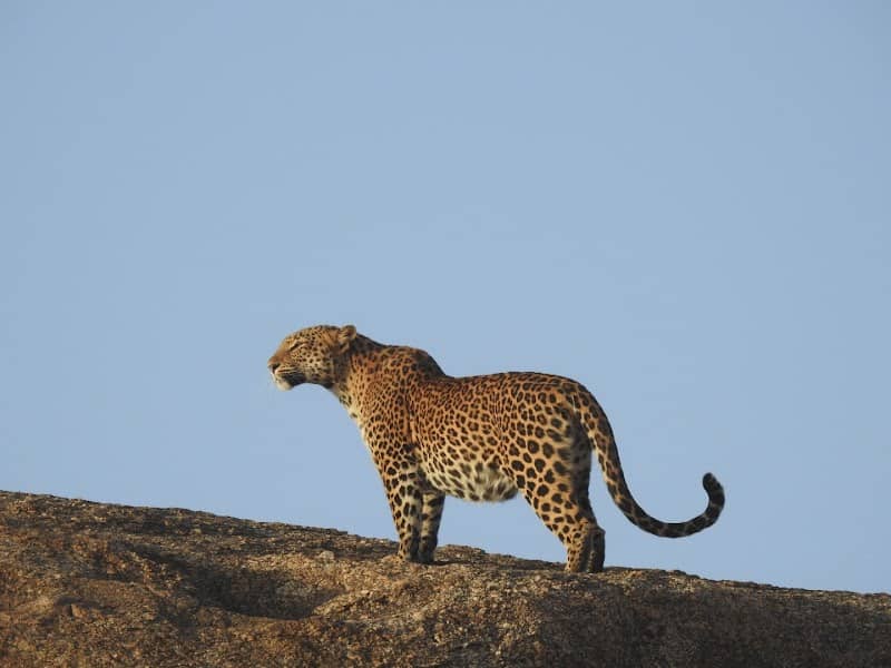 SONIGARA JAWAI Camp - Image 1