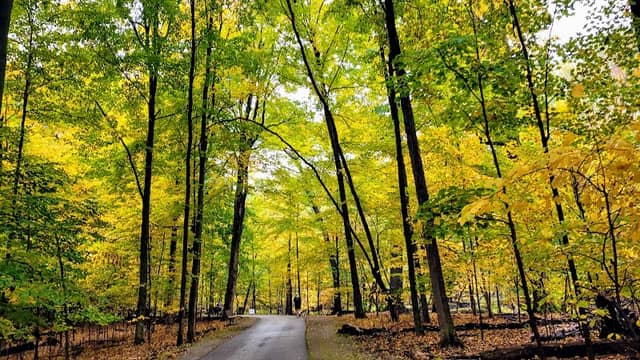 Scott Woods Park - Image 2