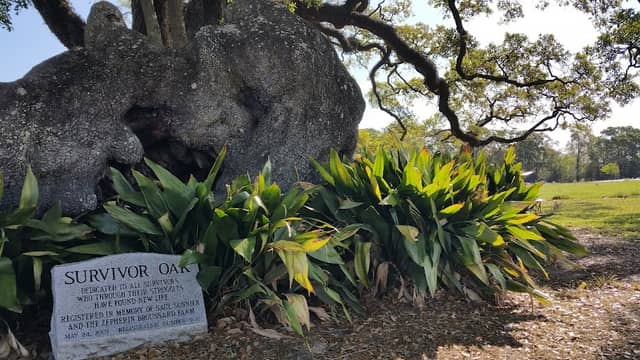 Survivor Oak - Image 1