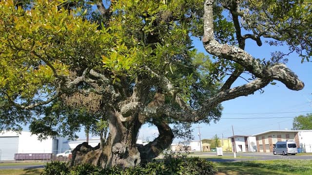 Survivor Oak - Image 2