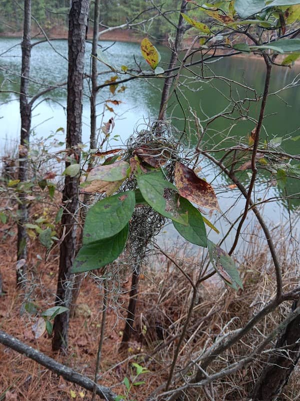 Aiden Stalnik's forest lake and trail - Image 1