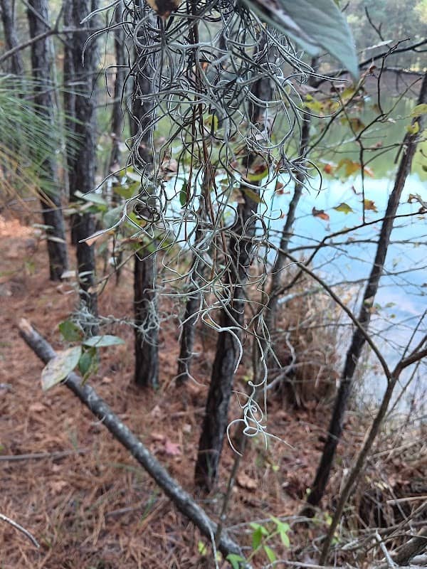 Aiden Stalnik's forest lake and trail - Image 2
