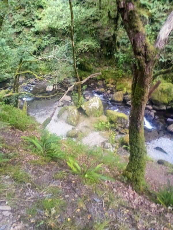 The Rootings (Woodland Trust) - Image 2