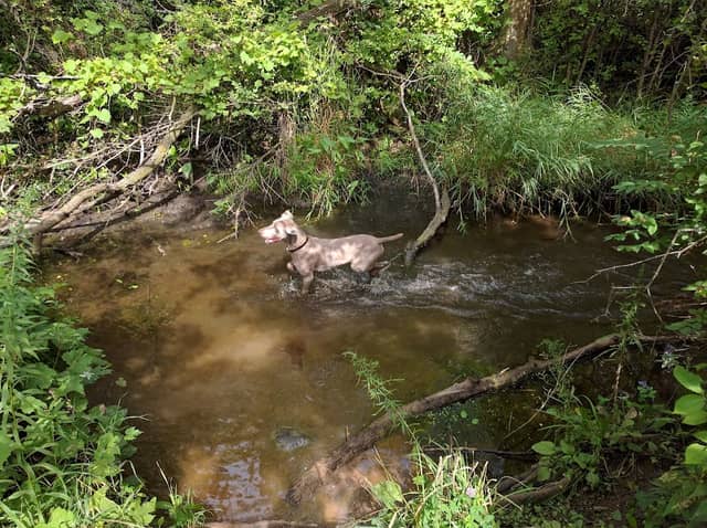 Duck Farm Forest Preserve - Image 1