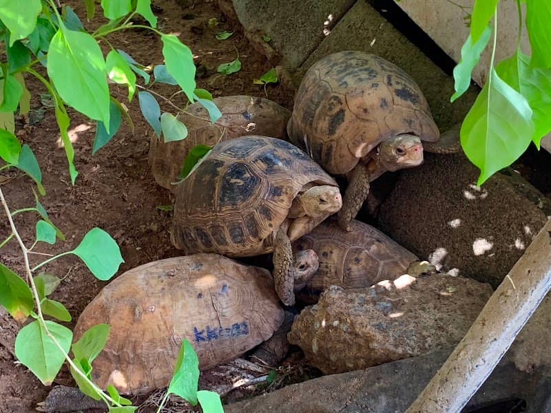Turtle Village - Image 2