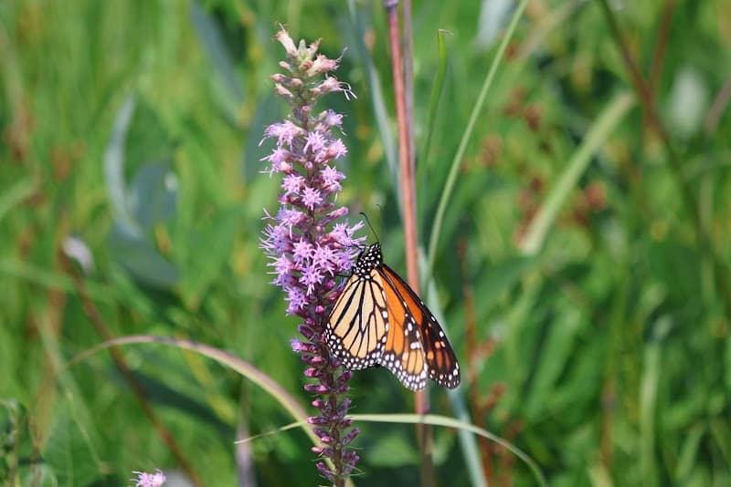 Indian Boundary Prairies - Gensburg-Markham Prairie - Image 3