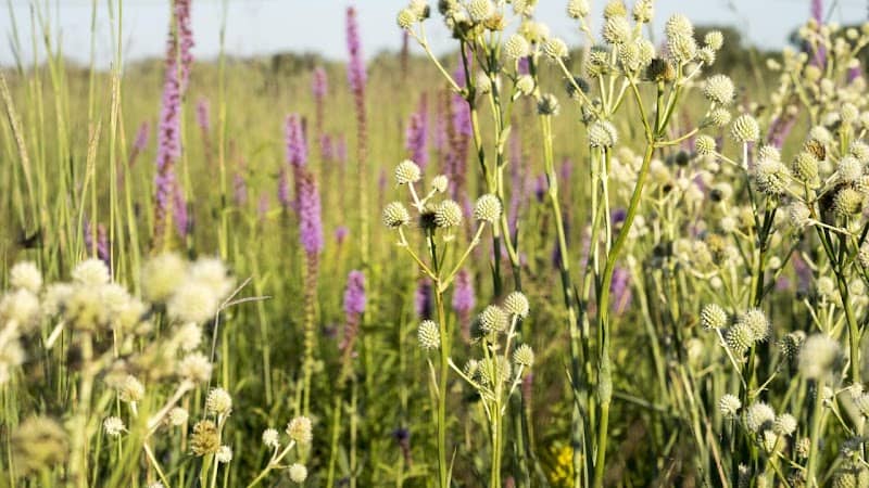 Indian Boundary Prairies - Gensburg-Markham Prairie - Image 1