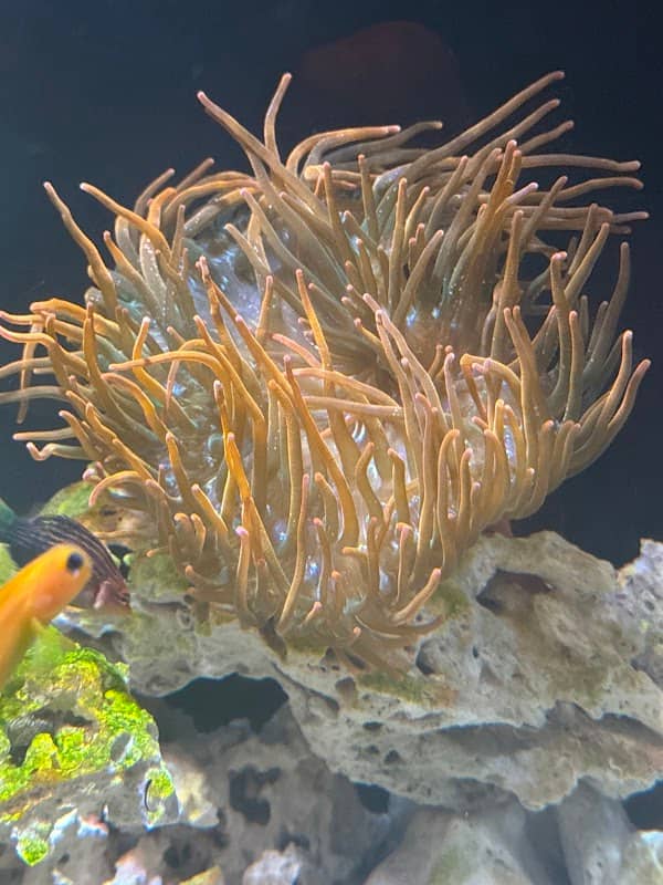 KH Corals - Image 2