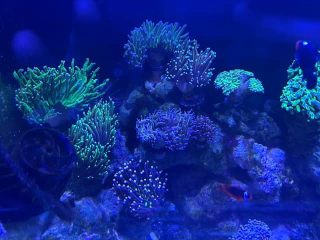 KH Corals - Image 1