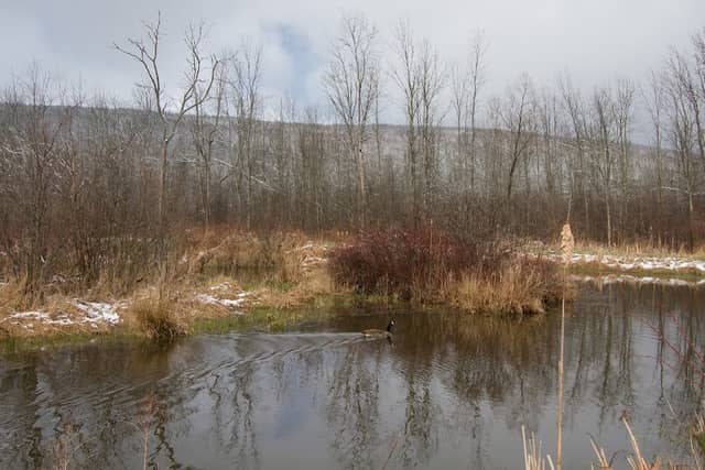 Green Ash LoopTrail - Image 1