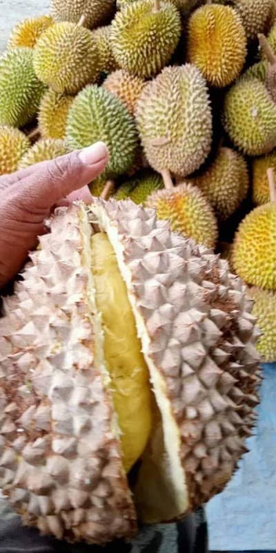 Kebun Buah "Elros - Image 1