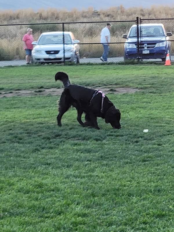 Aviation Way Dog Park - Image 1