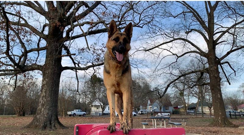 Lakeshore Dog Park - Image 1
