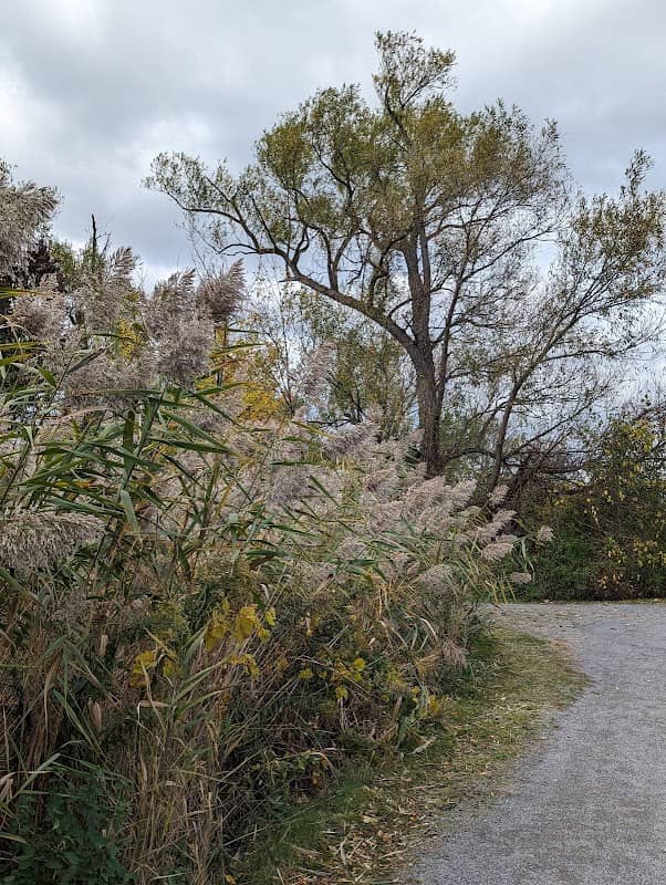 Goodwin Island - Image 2