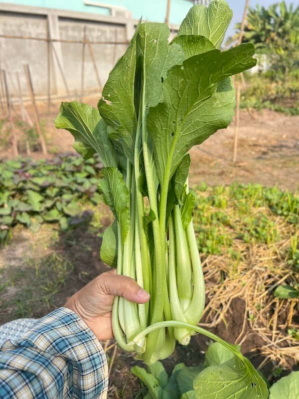Happy Garden - Image 1