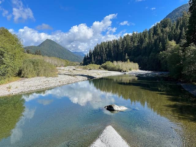 Quinault rain forest loop drive - Image 1