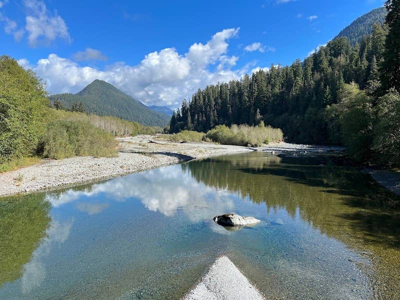 Quinault rain forest loop drive - Image 1