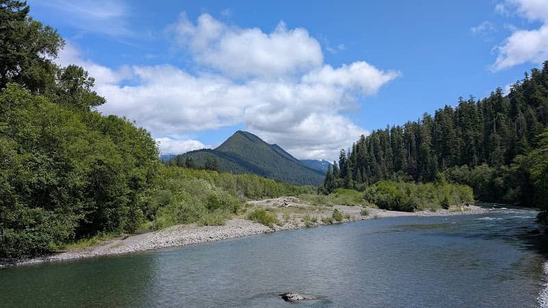 Quinault rain forest loop drive - Image 3