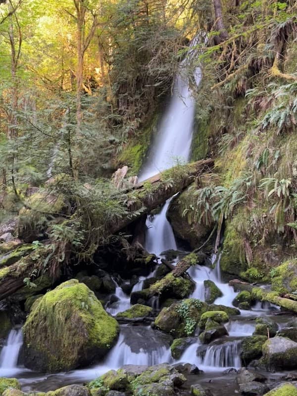 Quinault rain forest loop drive - Image 2