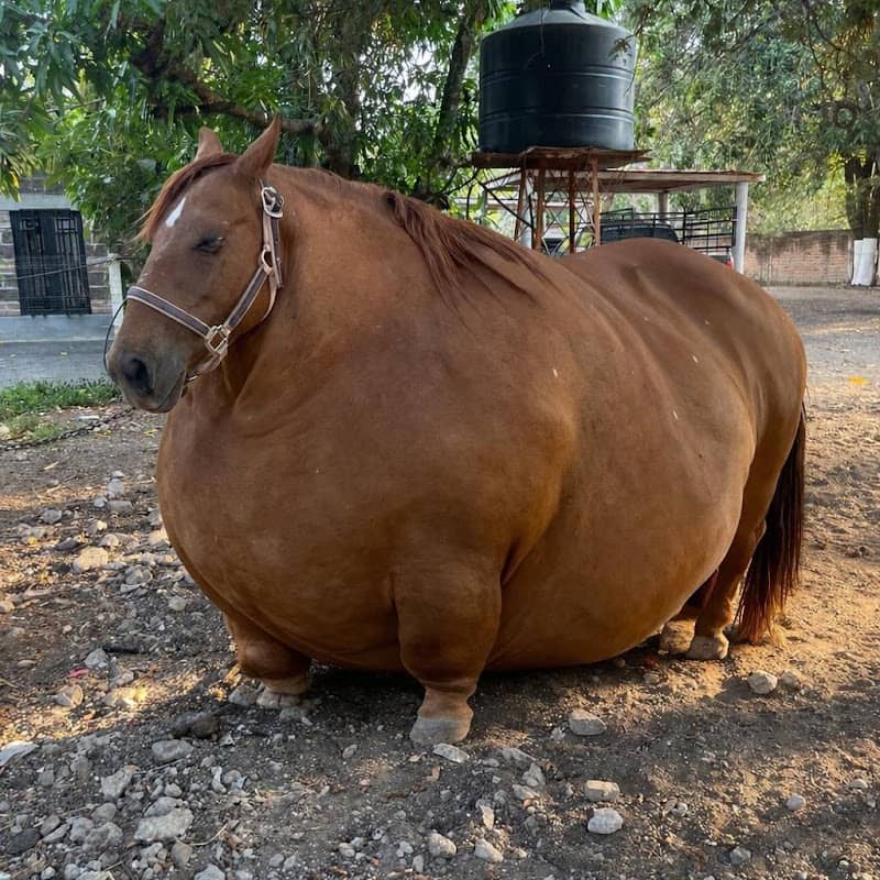 yo mom fat - Image 1