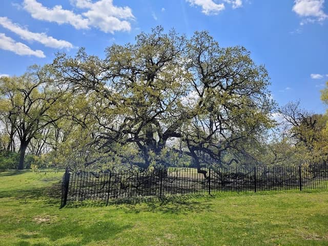 Giant Oak Park - Image 2